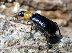Hydnocerinae