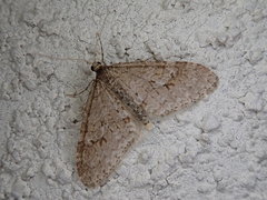 Trichopteryx nagaii