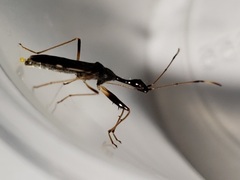 Myodocha annulicornis
