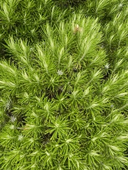 Cassinia tenuifolia