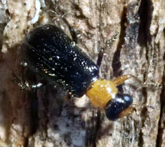 Hydnocerinae