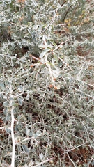 Ceanothus cordulatus