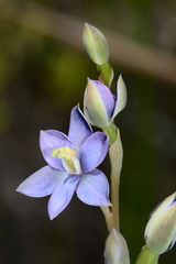 Thelymitra circumsepta
