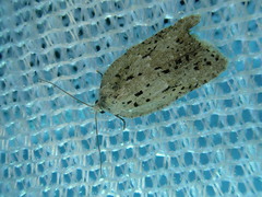 Acleris amurensis