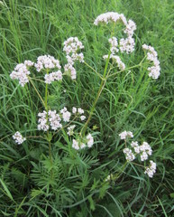 Valeriana rossica