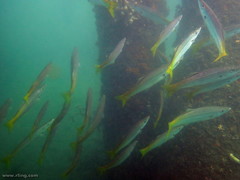 Dinolestes lewini