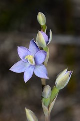 Thelymitra circumsepta