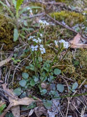 Cardamine papillata