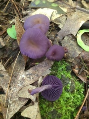 Laccaria amethystina image