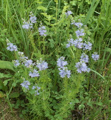 Veronica austriaca jacquinii