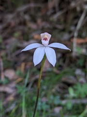 Caladenia alpina