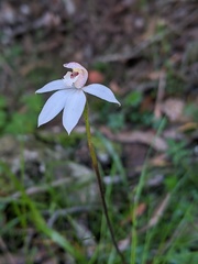 Caladenia alpina