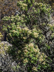 Ozothamnus antennaria