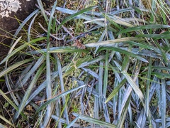 Celmisia asteliifolia