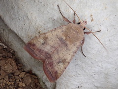 Diarsia deparca