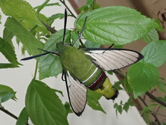 Cephonodes hylas hylas