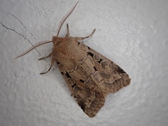 Orthosia gothica
