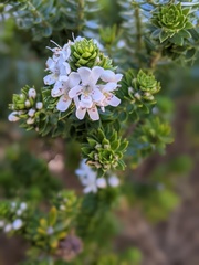 Westringia rubiifolia
