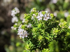 Westringia rubiifolia
