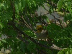 Pycnonotus xantholaemus