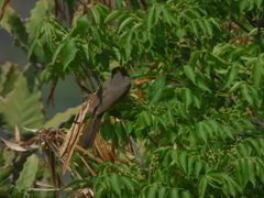 Pycnonotus xantholaemus