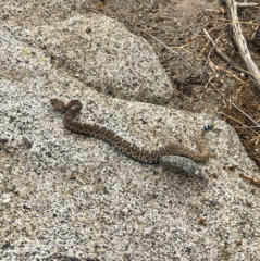 Crotalus ruber