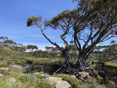Eucalyptus pauciflora niphophila