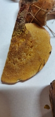 Suillus bellinii