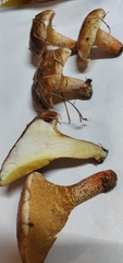 Suillus bellinii