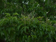 Vitex altissima