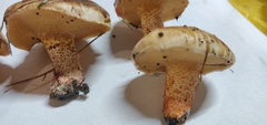 Suillus bellinii