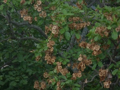 Pterocarpus marsupium