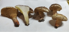 Suillus bellinii