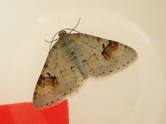 Venusia semistrigata