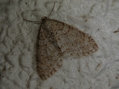 Trichopteryx ignorata