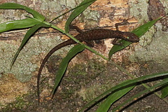 Saproscincus