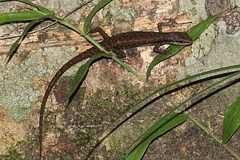 Saproscincus