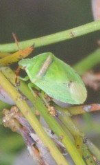 Ocirrhoe unimaculata