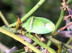 Ocirrhoe unimaculata