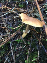 Cystoderma carcharias fallax