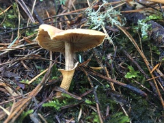 Cystoderma carcharias fallax