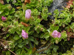 Gratiola pubescens
