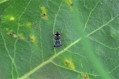 Mexcala quadrimaculata