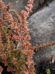 Crassula tetramera