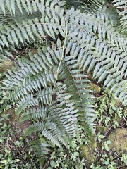 Diplazium viridissimum