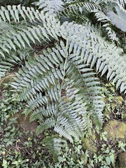 Diplazium viridissimum