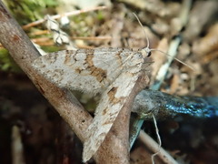 Trichopteryx fastuosa