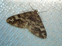 Pseuderannis lomozemia