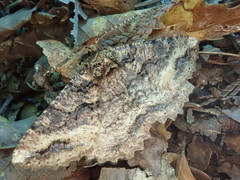 Cryptochorina amphidasyaria