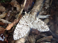 Trichopteryx miracula